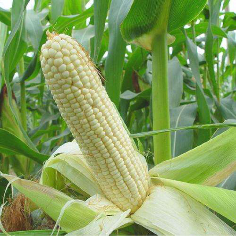 今年的最新上市的糯玉米🌽6月1号和孩子分享