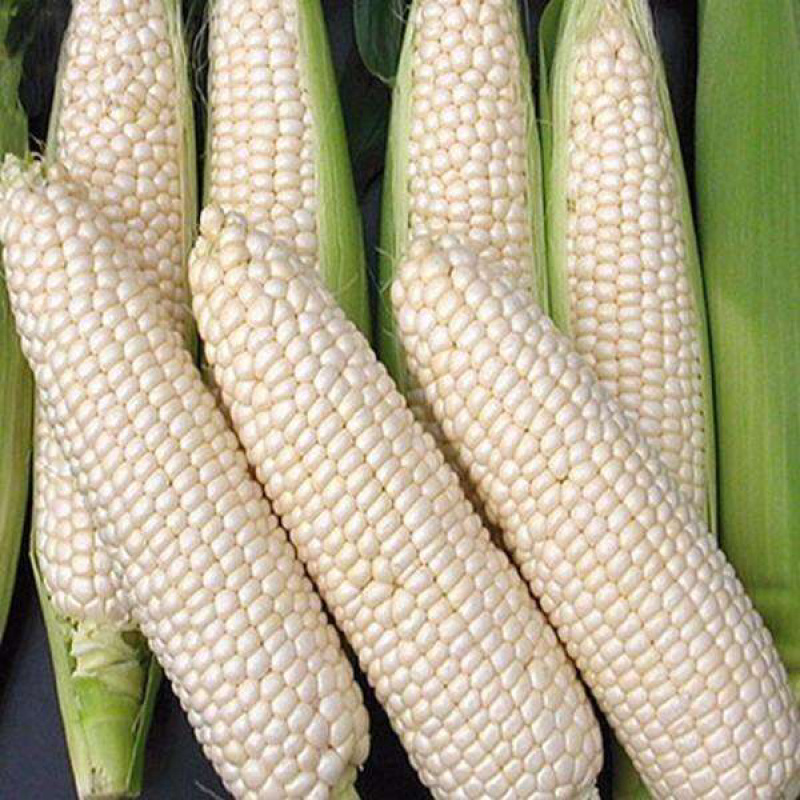 今年的最新上市的糯玉米🌽6月1号和孩子分享