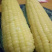 今年的最新上市的糯玉米🌽6月1号和孩子分享
