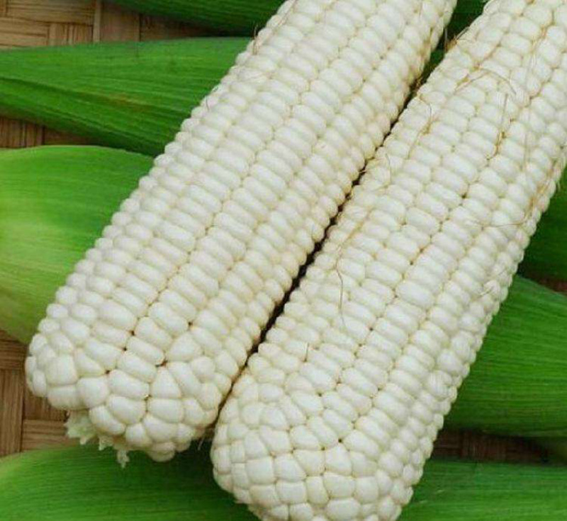 今年的最新上市的糯玉米🌽6月1号和孩子分享