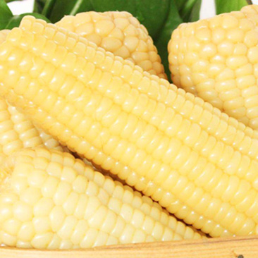 今年的最新上市的糯玉米🌽6月1号和孩子分享