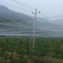 农用防鸟网天网果树果园用的网樱桃稻谷葡萄蓝莓鱼塘养殖防护