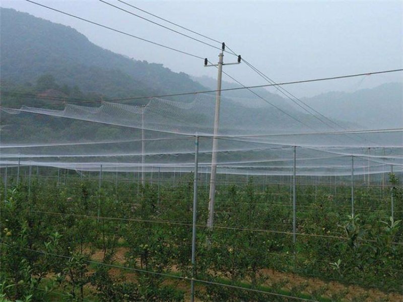 农用防鸟网天网果树果园用的网樱桃稻谷葡萄蓝莓鱼塘养殖防护