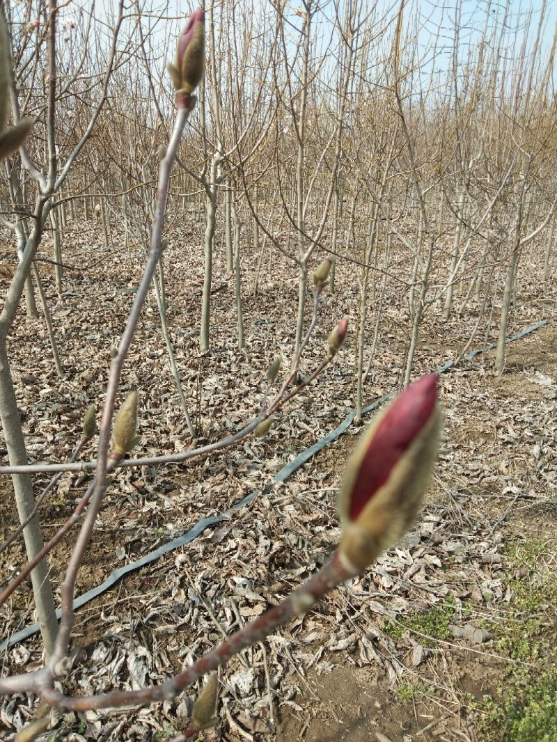 玉兰规格齐全花紫玉兰黄玉兰白玉兰二乔玉兰