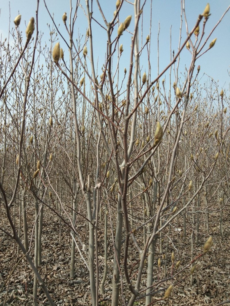 玉兰规格齐全花紫玉兰黄玉兰白玉兰二乔玉兰