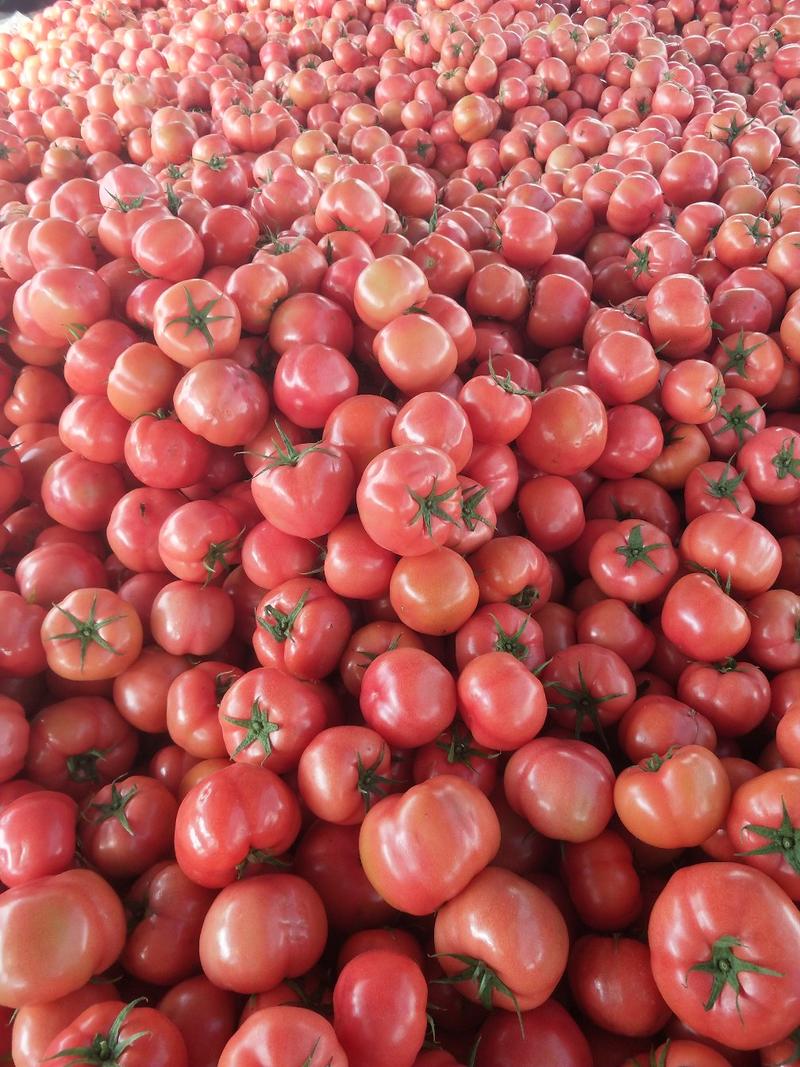 山东硬粉西红柿量大从优果型圆质量有保证可视频看货电联