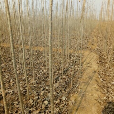107杨树苗1-8公分，杨树条，杨树段，梧桐树苗1-6