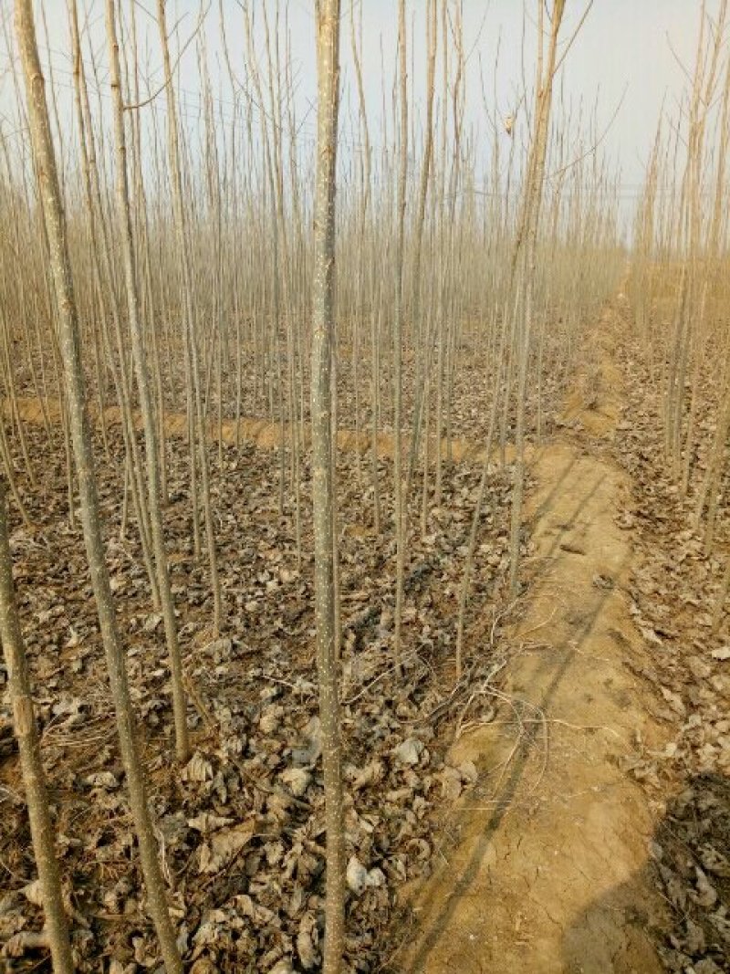 107杨树苗1-8公分，杨树条，杨树段，梧桐树苗1-6