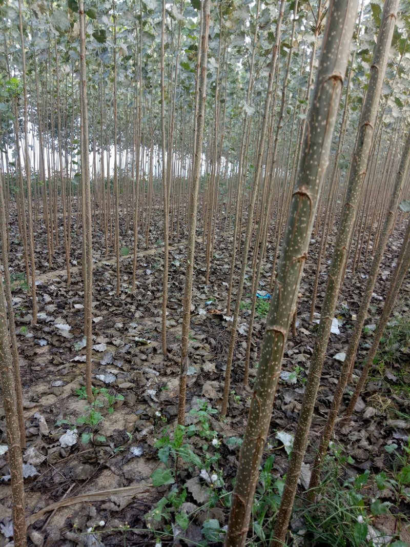 107杨树苗1-8公分，杨树条，杨树段，梧桐树苗1-6