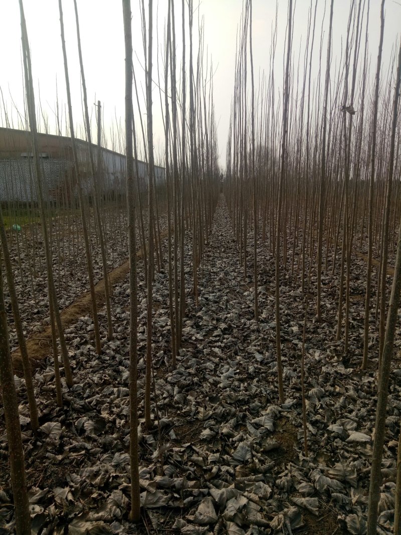 107杨树苗1-8公分，杨树条，杨树段，梧桐树苗1-6