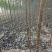 107杨树苗1-8公分，杨树条，杨树段，梧桐树苗1-6