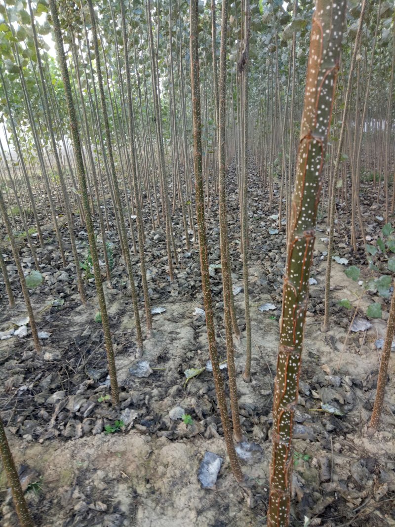 107杨树苗1-8公分，杨树条，杨树段，梧桐树苗1-6