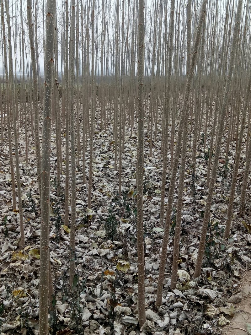 107杨树苗1-8公分，杨树条，杨树段，梧桐树苗1-6