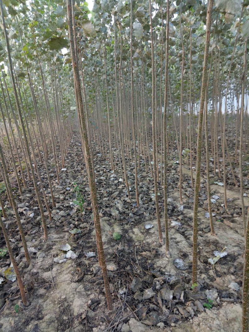 107杨树苗1-8公分，杨树条，杨树段，梧桐树苗1-6