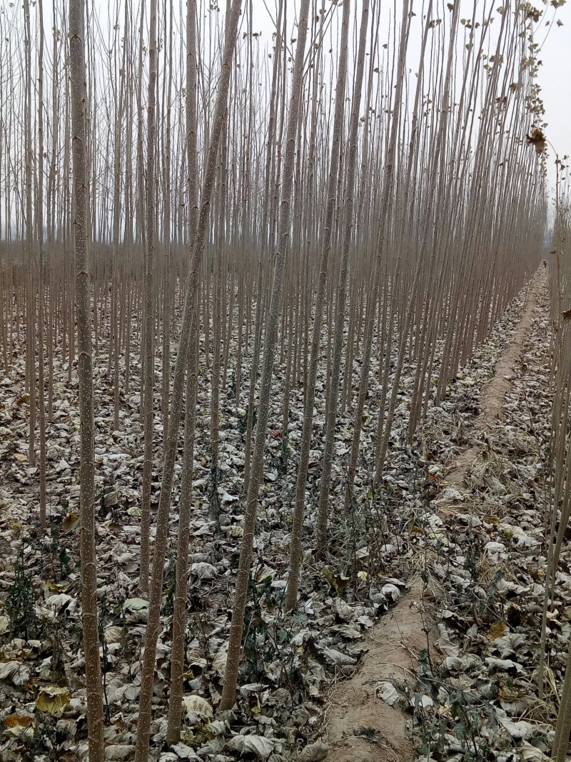 107杨树苗1-8公分，杨树条，杨树段，梧桐树苗1-6