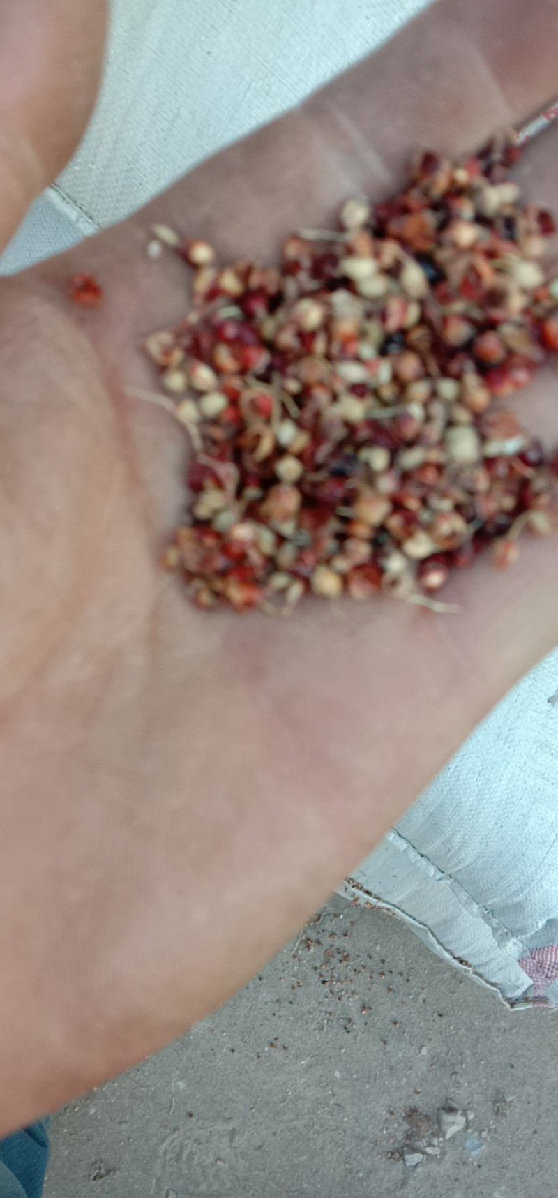 河北石家庄灵寿县批量销售高粱壳