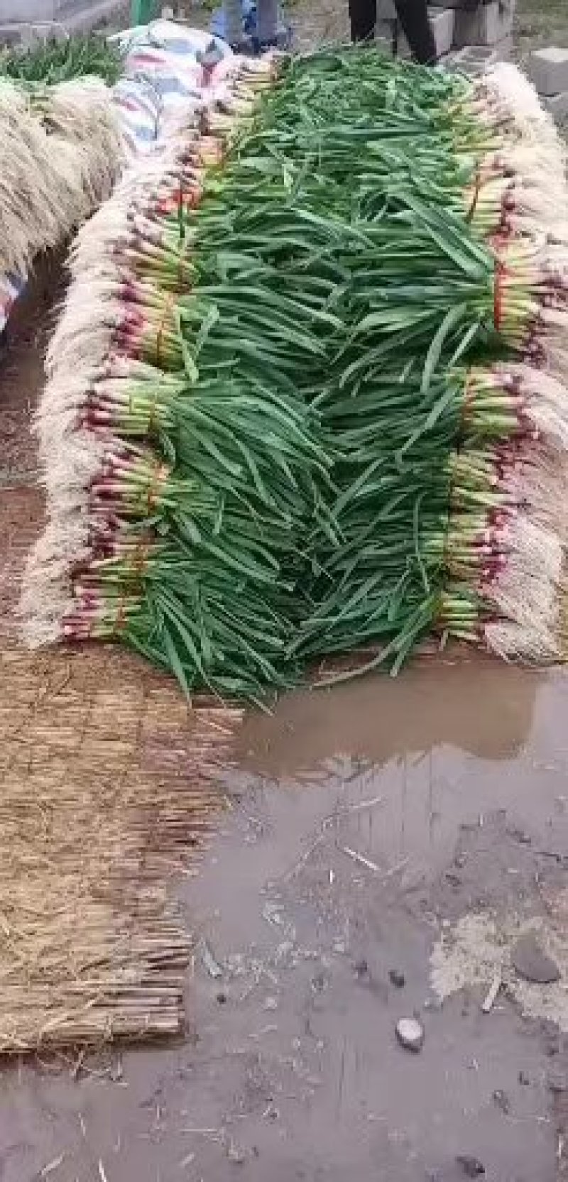 徐州丰县精品红根蒜苗，红皮蒜苗，货源充足质量好价格便宜