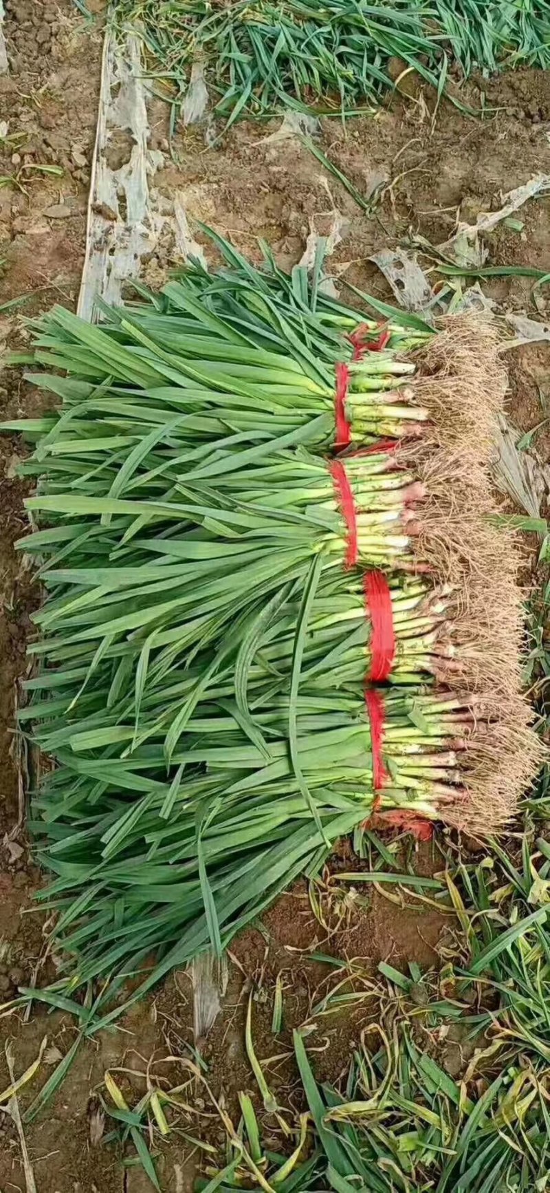 徐州丰县精品红根蒜苗，红皮蒜苗，货源充足质量好价格便宜