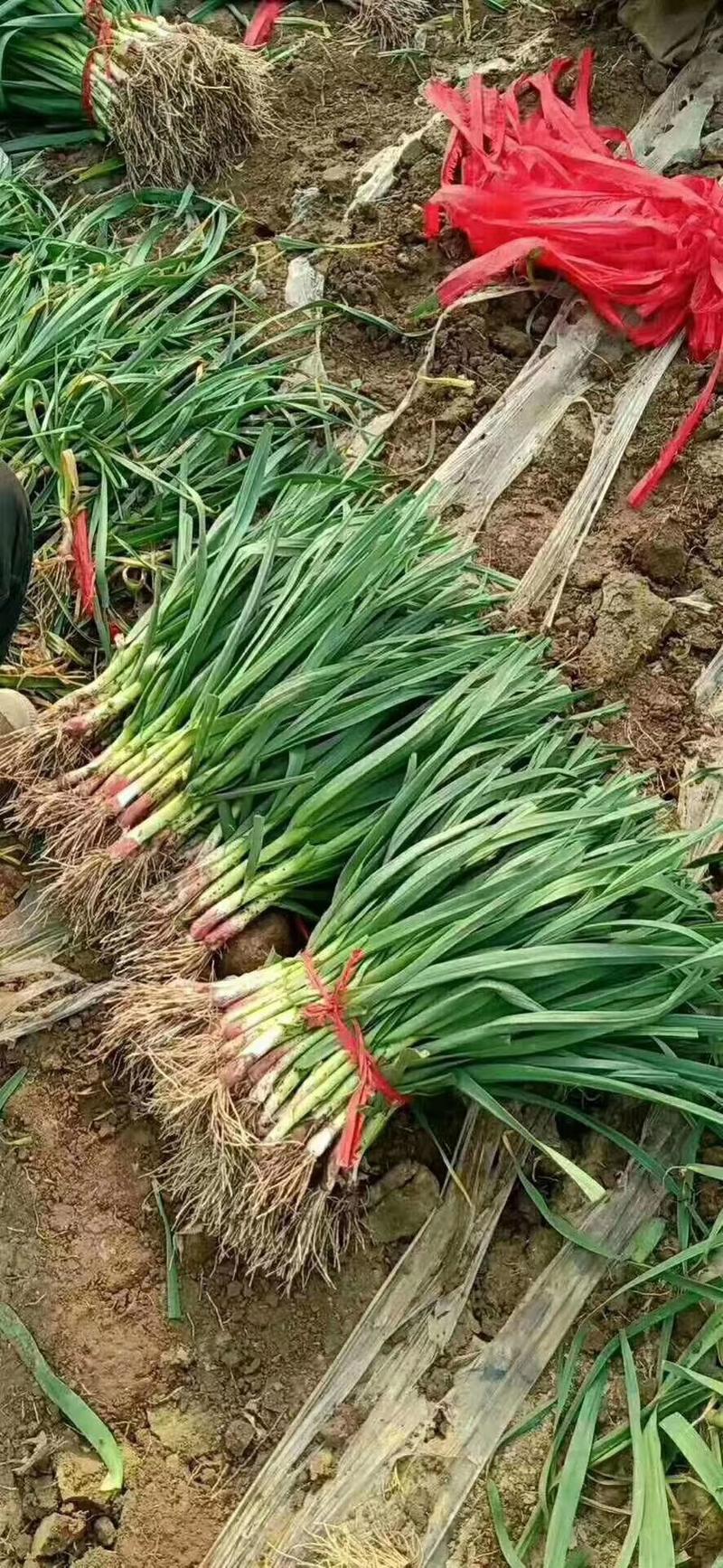 徐州丰县精品红根蒜苗，红皮蒜苗，货源充足质量好价格便宜