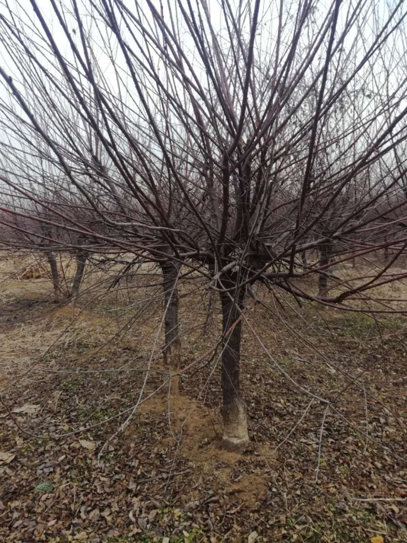 榆叶梅5-8公分有货冠幅一般一级货二级货