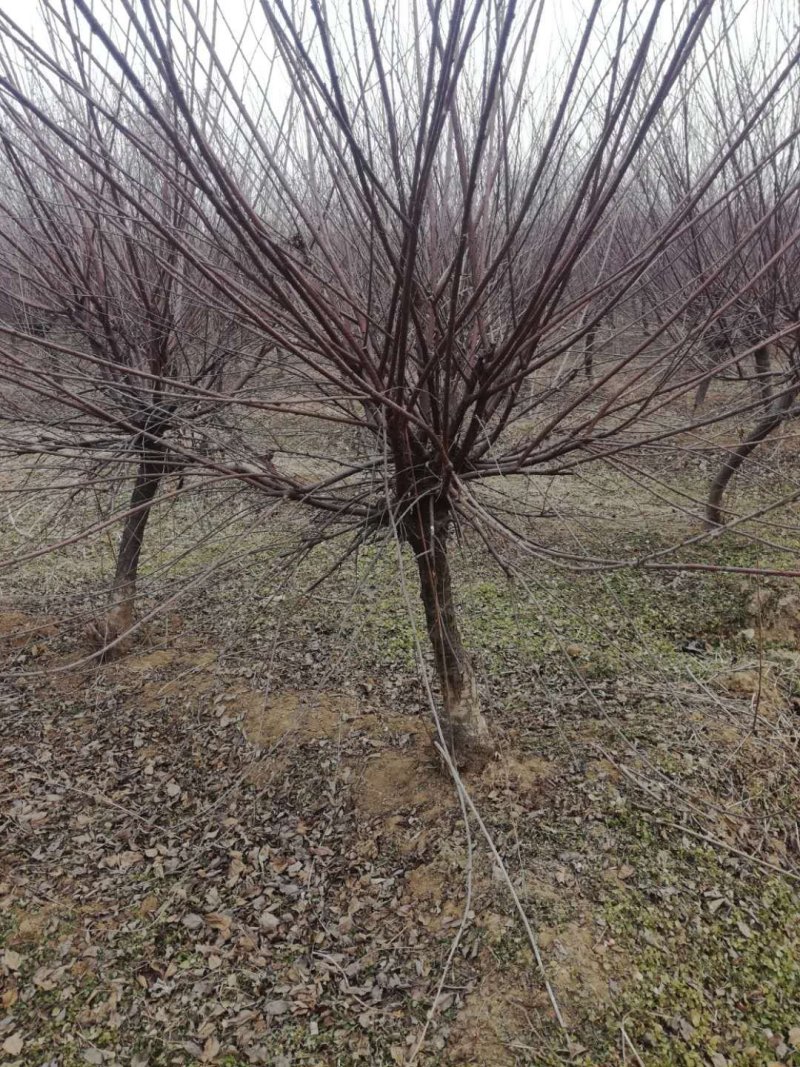 榆叶梅5-8公分有货冠幅一般一级货二级货