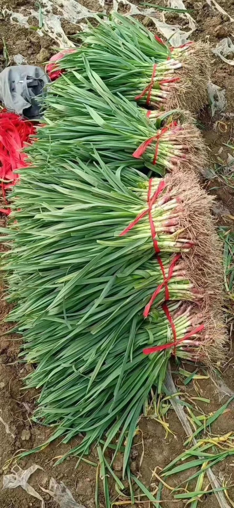 徐州丰县蒜苗精品红根蒜苗大量上市基地直发量大价优