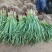 徐州丰县蒜苗精品红根蒜苗大量上市基地直发量大价优