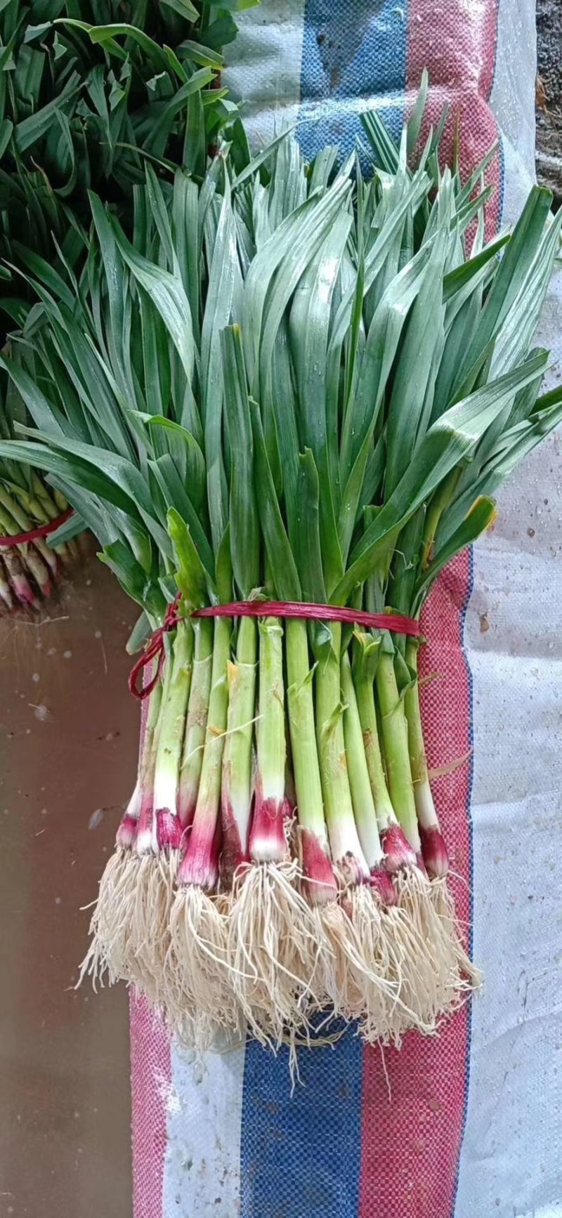 徐州丰县蒜苗精品红根蒜苗大量上市基地直发量大价优