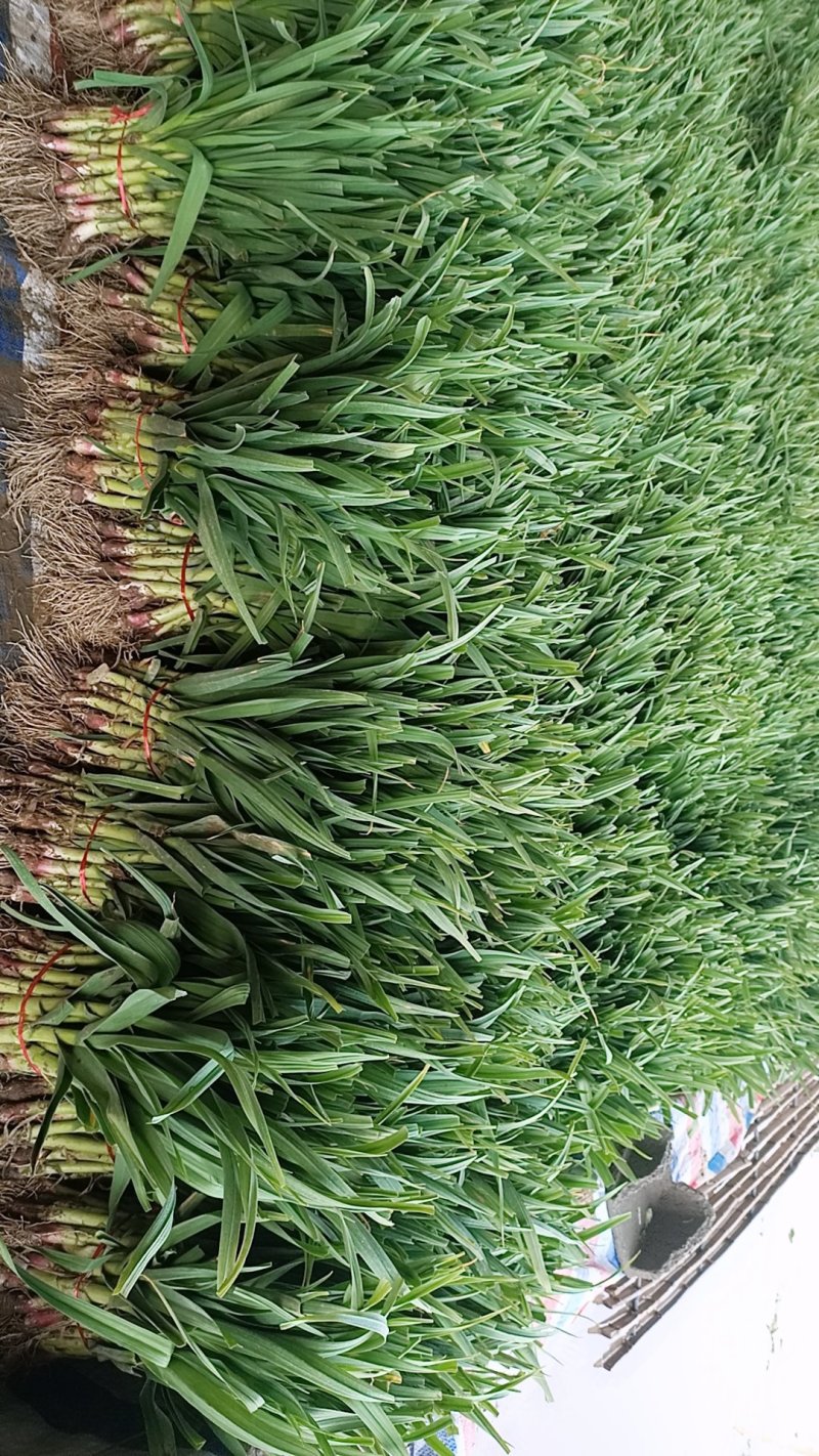 徐州丰县蒜苗精品红根蒜苗大量上市基地直发量大价优