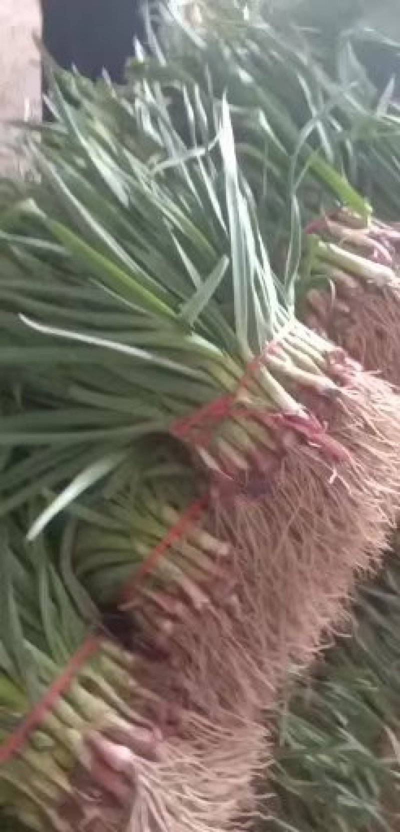 蒜苗红根蒜苗软叶蒜苗全是大叶蒜苗【品质保障】产地批发