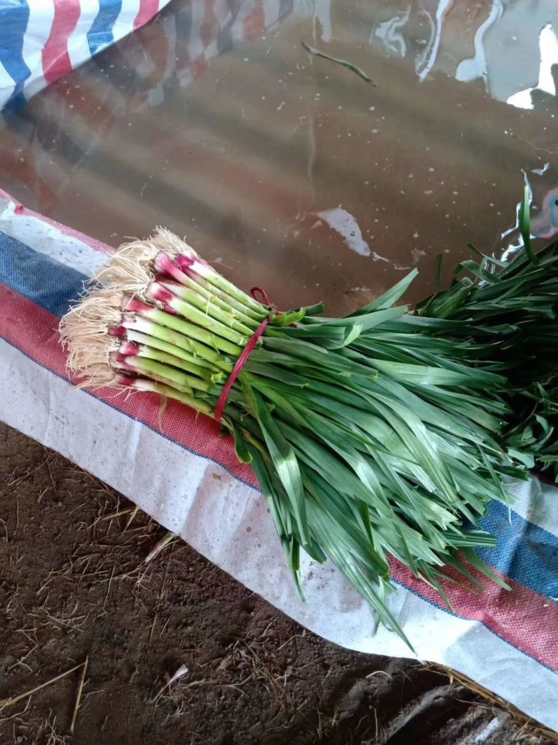 蒜苗红根蒜苗软叶蒜苗全是大叶蒜苗【品质保障】产地批发