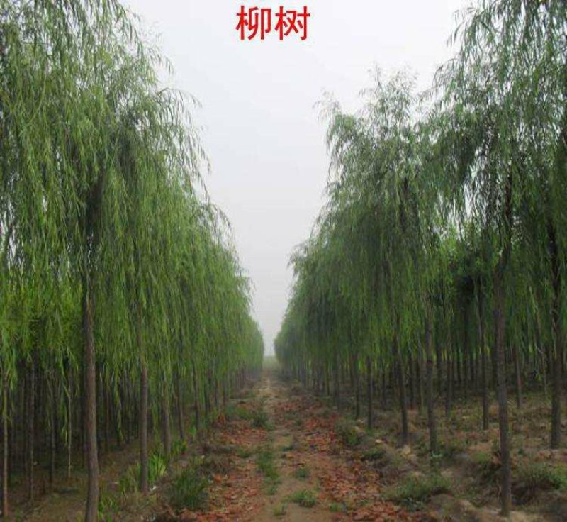 柳树大苗庭院绿化苗木垂杨柳青皮垂柳黄金柳金丝柳小树苗