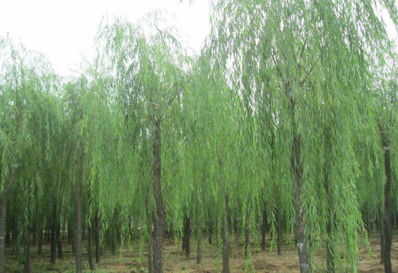 柳树大苗庭院绿化苗木垂杨柳青皮垂柳黄金柳金丝柳小树苗
