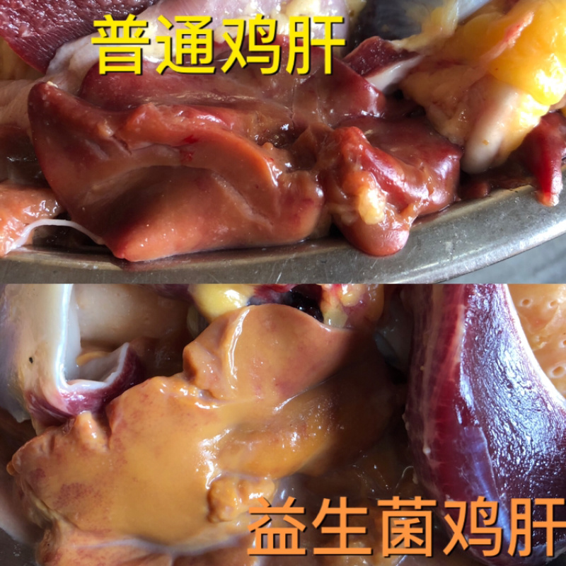 阳山益生菌走地鸡