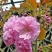 基地出售樱花苗日本晚樱苗重瓣花色粉红漂亮晚樱樱花苗