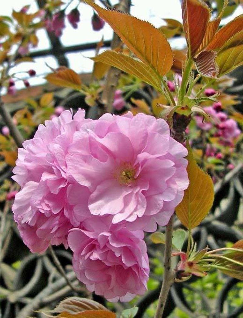 基地出售樱花苗日本晚樱苗重瓣花色粉红漂亮晚樱樱花苗