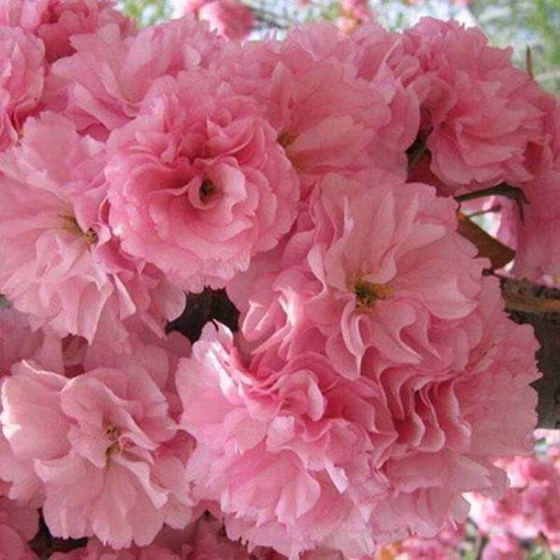 基地出售樱花苗日本晚樱苗重瓣花色粉红漂亮晚樱樱花苗