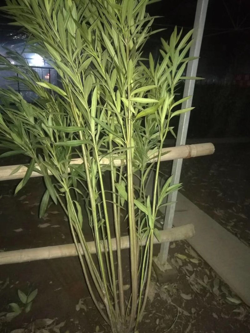 夹竹桃1米高夹竹桃丛生夹竹桃