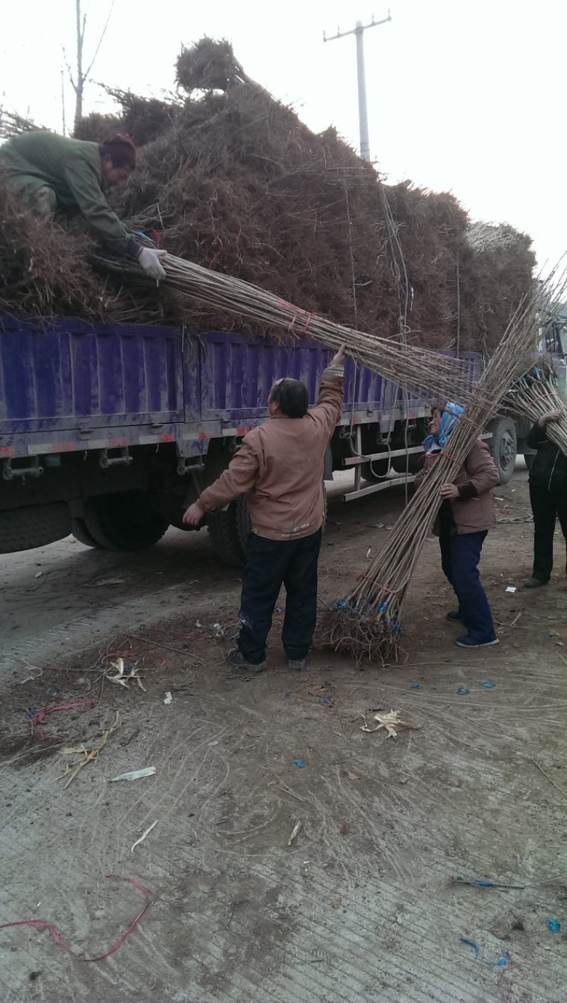 基地出售樱花苗日本晚樱苗重瓣花色粉红漂亮晚樱樱花苗