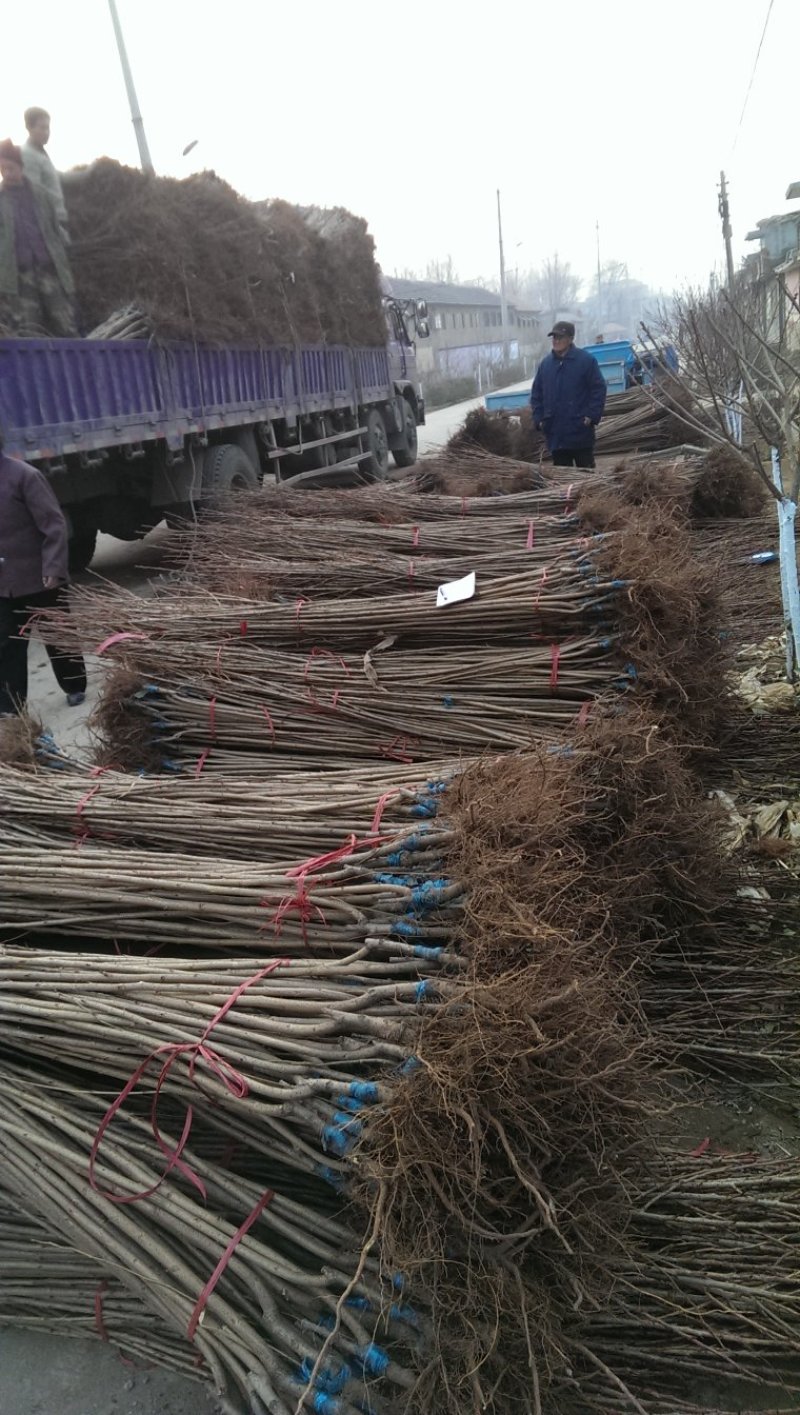 基地出售樱花苗日本晚樱苗重瓣花色粉红漂亮晚樱樱花苗
