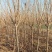基地出售樱花苗日本晚樱苗重瓣花色粉红漂亮晚樱樱花苗