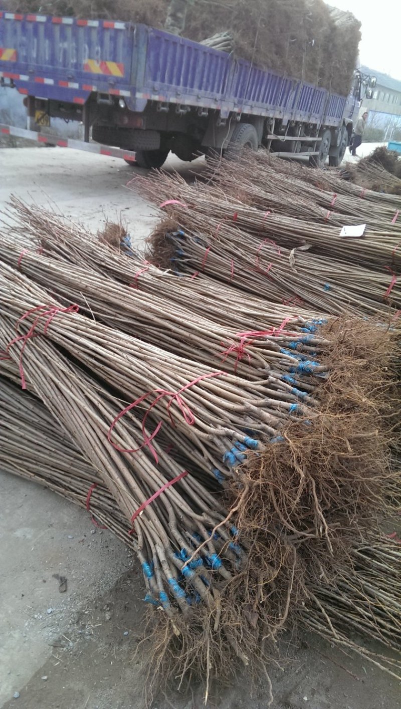 基地出售樱花苗日本晚樱苗重瓣花色粉红漂亮晚樱樱花苗