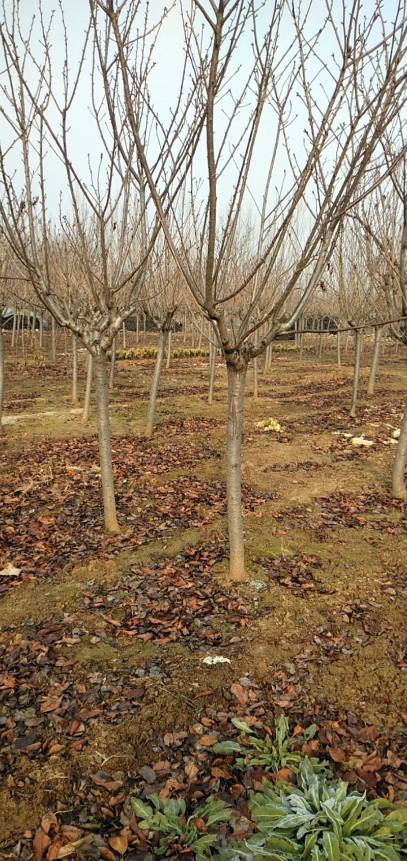 基地出售樱花苗日本晚樱苗重瓣花色粉红漂亮晚樱樱花苗
