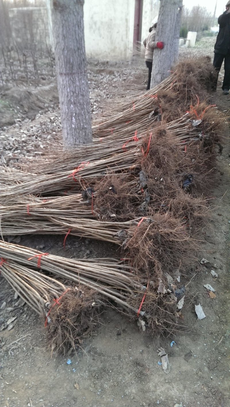 基地出售樱花苗日本晚樱苗重瓣花色粉红漂亮晚樱樱花苗