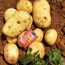 云南丽薯6号土豆品质保证