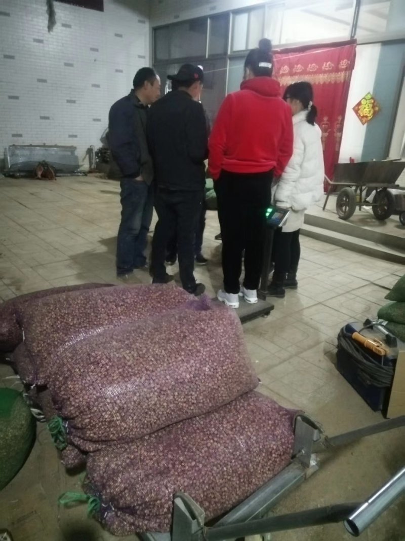 推荐提供技术，优质桔梗苗子，桔梗种苗，桔梗秧子