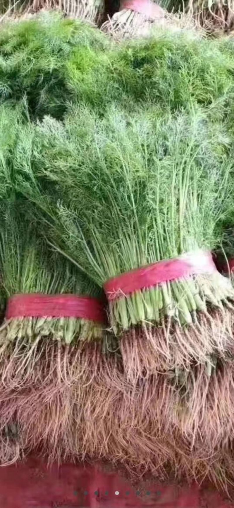 茴香苗河北茴香苗万亩蔬菜基地直供价格低量大从优