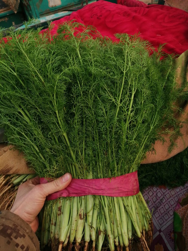 茴香苗河北茴香苗万亩蔬菜基地直供价格低量大从优