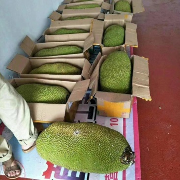 【支持一件代发】马来1号海南菠萝蜜脆甜爽口,水果店热卖款