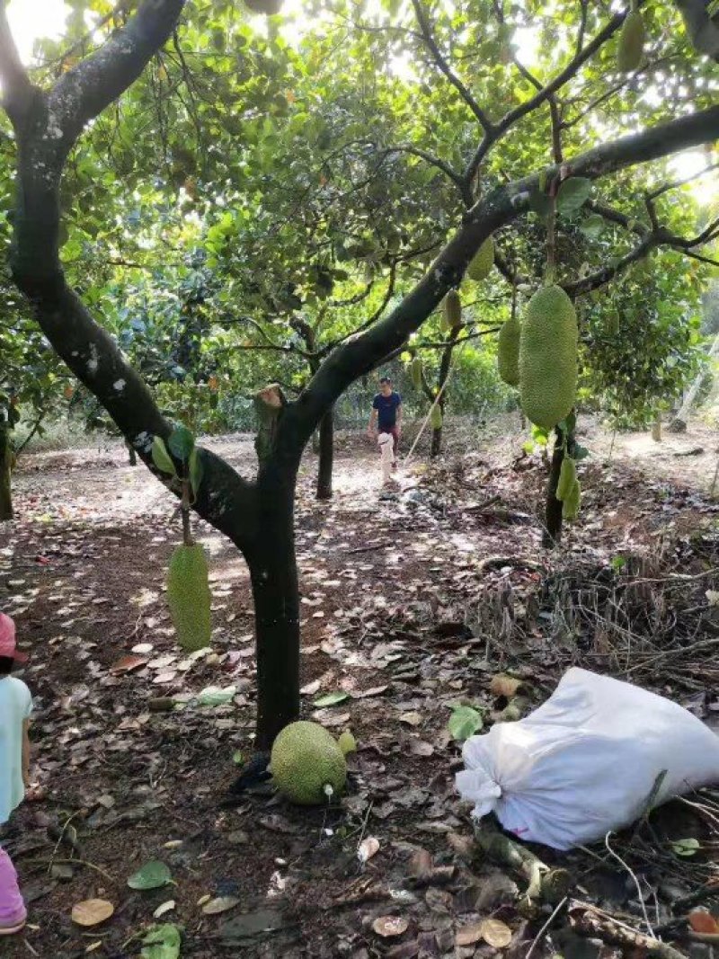 【支持一件代发】马来1号海南菠萝蜜脆甜爽口，水果店热卖款